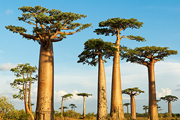 馬達加斯加貝魯魯哈機場三字代碼(WBO),貝魯魯哈機場(Antsoa Airport)四字碼,馬達加斯加機場三字碼查詢